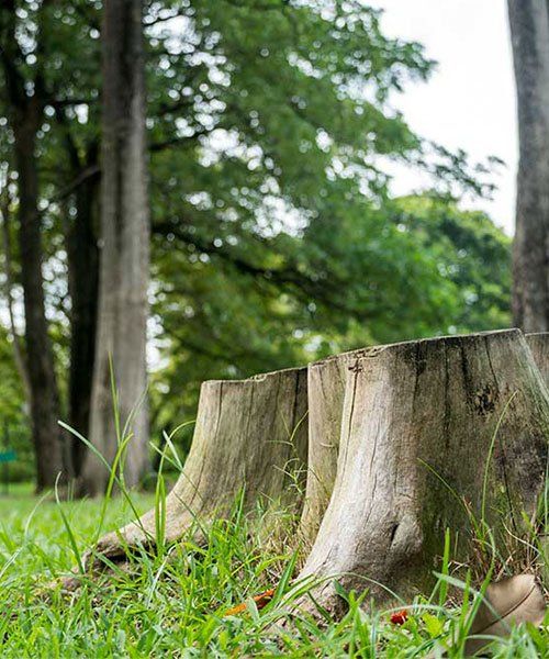 A Tree Stump — Mudgee Tree Services in Mudgee NSW
