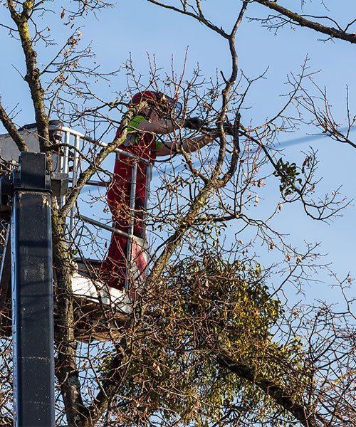An Arborist Trimming A Tree — Mudgee Tree Services in Mudgee NSW
