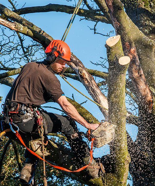An Arborist Trimming Down A Tree — Mudgee Tree Services in Mudgee NSW