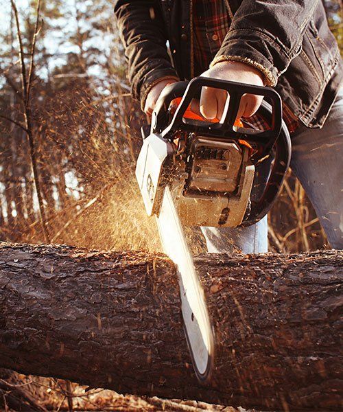 A Tree Being Cut — Mudgee Tree Services in Mudgee NSW