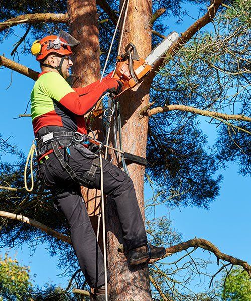 An Arborist On A Tree — Mudgee Tree Services in Mudgee NSW
