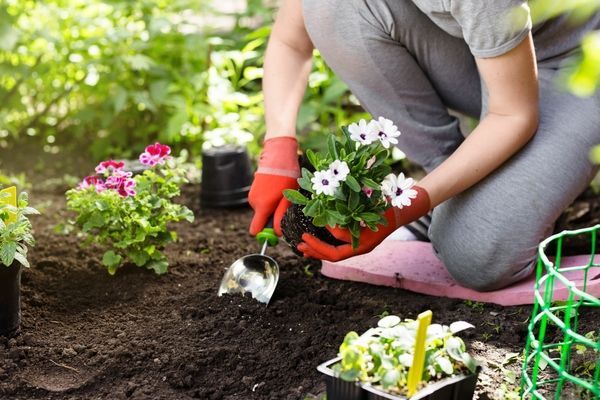 Person wearing gloves planting flowers in garden.