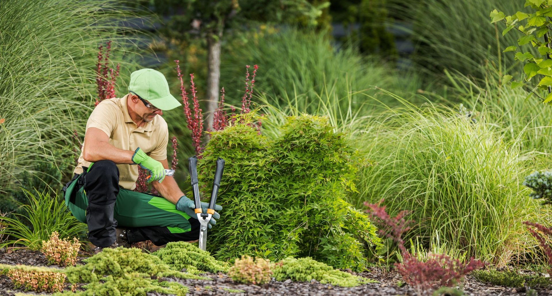 Gardener kneeling, trimming a bush in a garden.