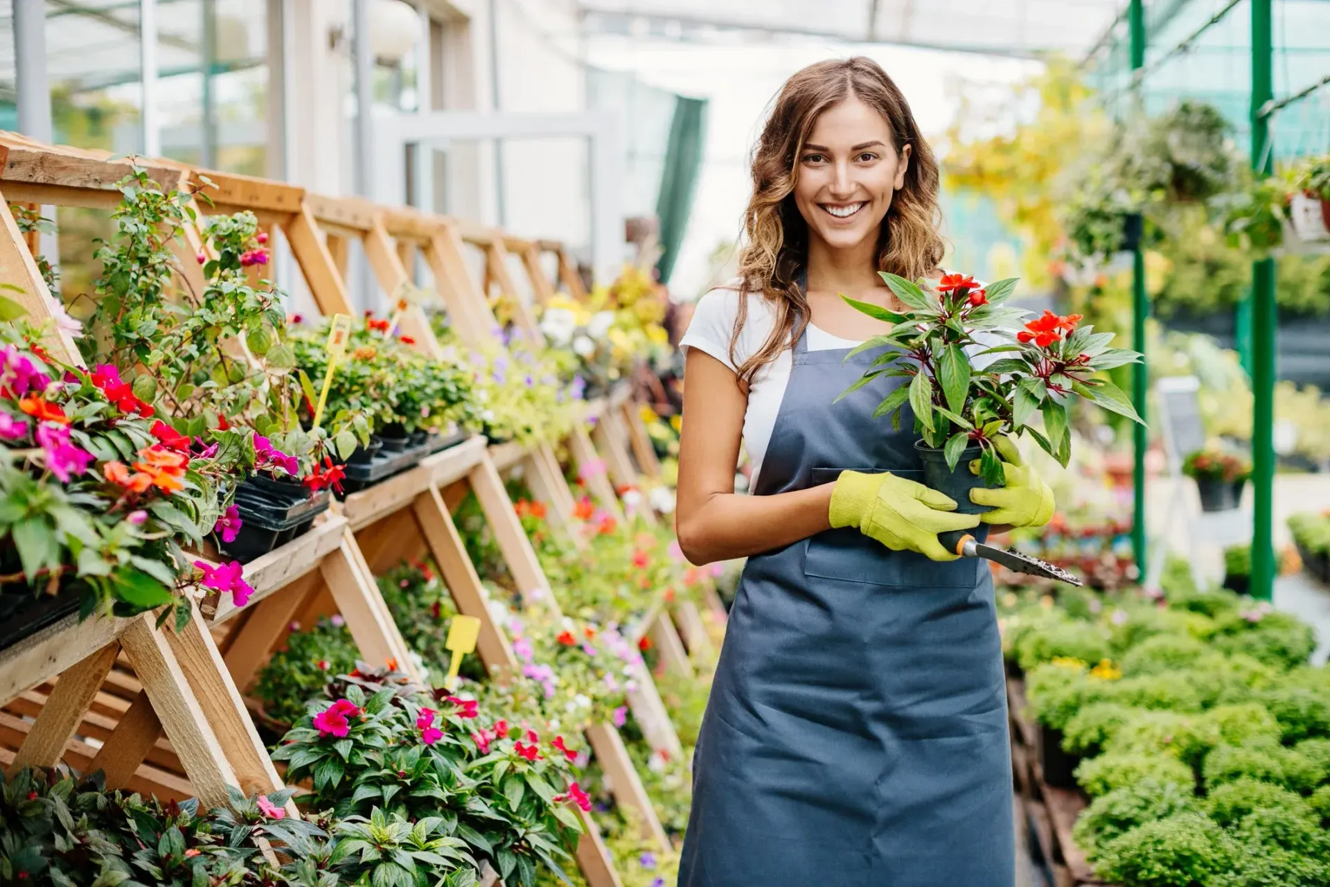 Woman in apron and gloves holding a plant, smiling in a greenhouse with various plants. Woman in apron and gloves holding a plant, smiling in a greenhouse with various plants.