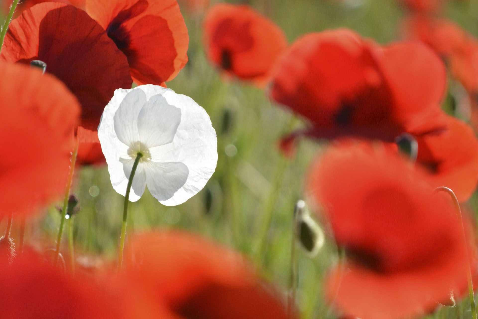 A white flower is surrounded by red flowers in a field.