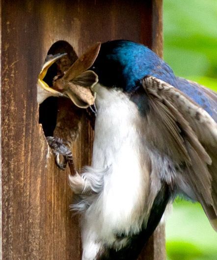A blue and white bird is eating from a birdhouse