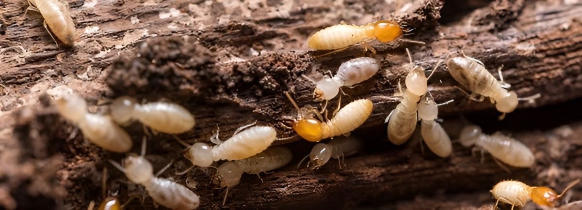 A Group of Termites Are Crawling on a Piece of Wood — Superior Termite & Pest Control in Gladstone, QLD
