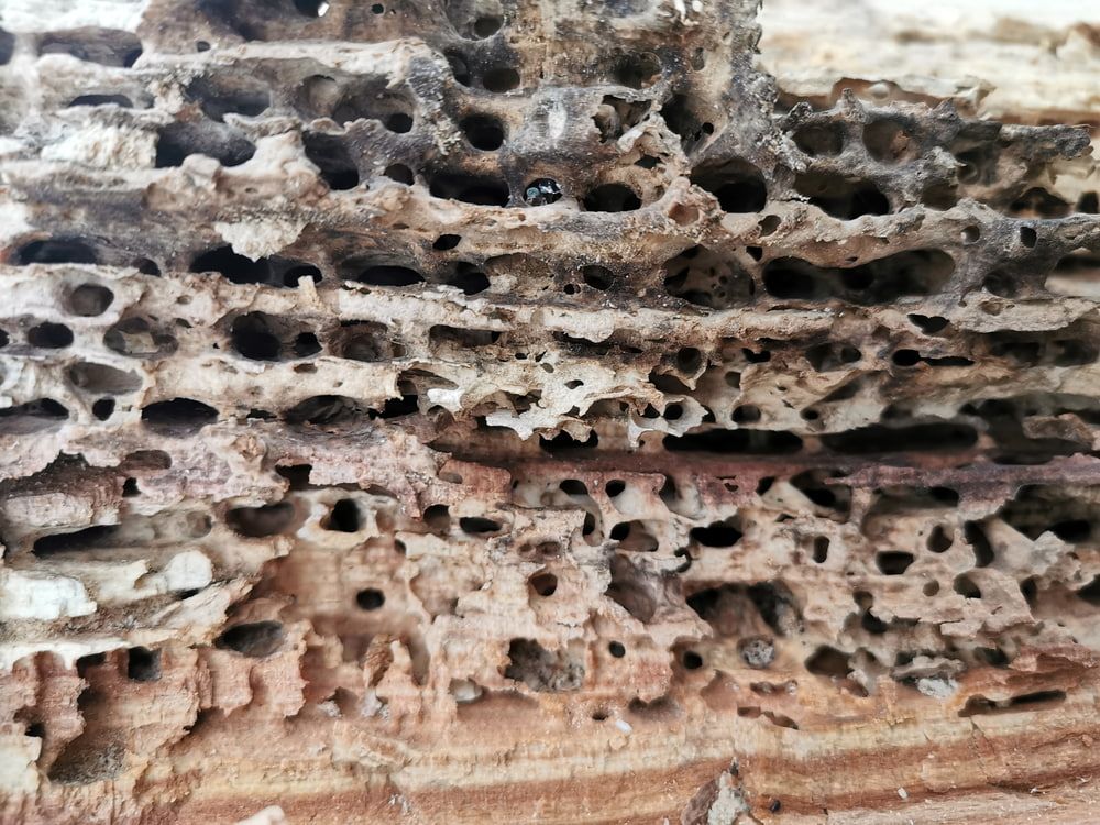 A close up of a piece of wood with holes in it. — Superior Termite & Pest Control in Caloundra, QLD