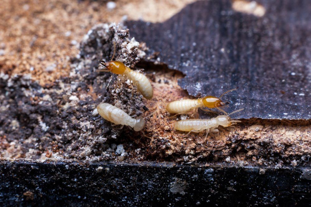 A Group of Termites Are Crawling on a Piece of Wood — Superior Termite & Pest Control in Caloundra, QLD