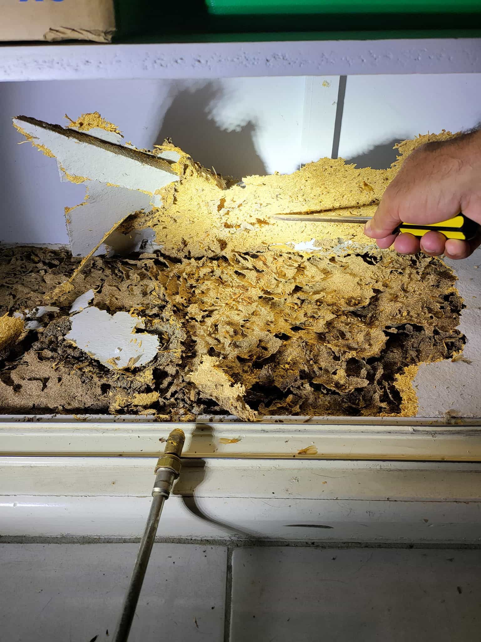 A person is cutting a piece of wood with a pair of scissors. — Superior Termite & Pest Control in Gympie, QLD