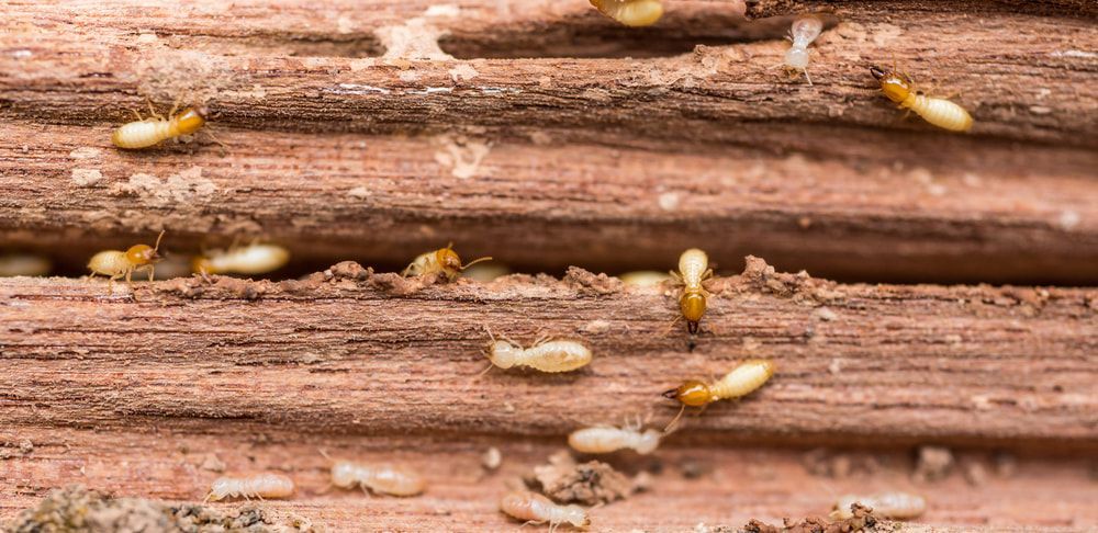 Termites are crawling on a piece of wood. — Superior Termite & Pest Control in Agnes Waters, QLD