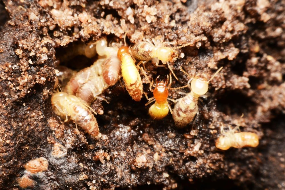 A Group of Termites Are Crawling on a Pile of Dirt — Superior Termite & Pest Control in Tiaro, QLD