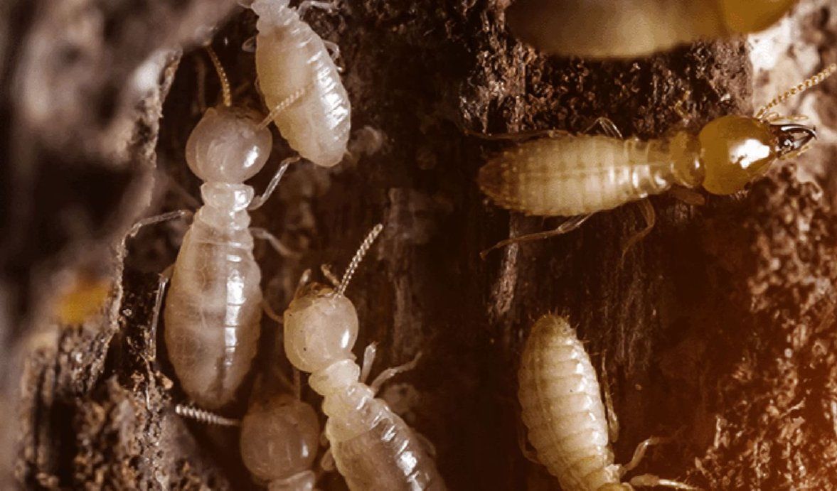 A Group of Termites Are Crawling on a Piece of Wood — Superior Termite & Pest Control in Hervey Bay, QLD