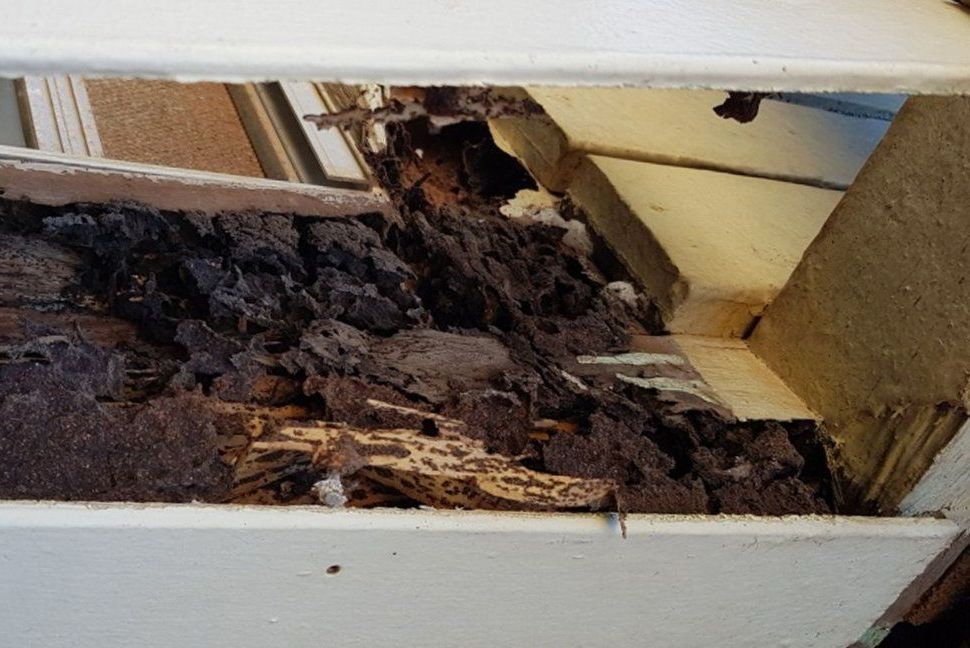 A Piece of Wood That Has Been Eaten by Termites — Superior Termite & Pest Control in Bundaberg, QLD