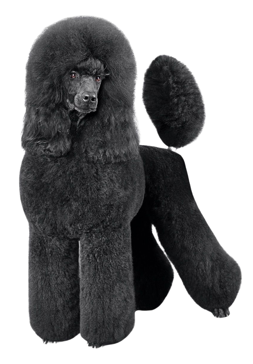 Donna che toeletta un cane su un tavolo, con gli strumenti per la toelettatura su uno scaffale, sfondo giallo.