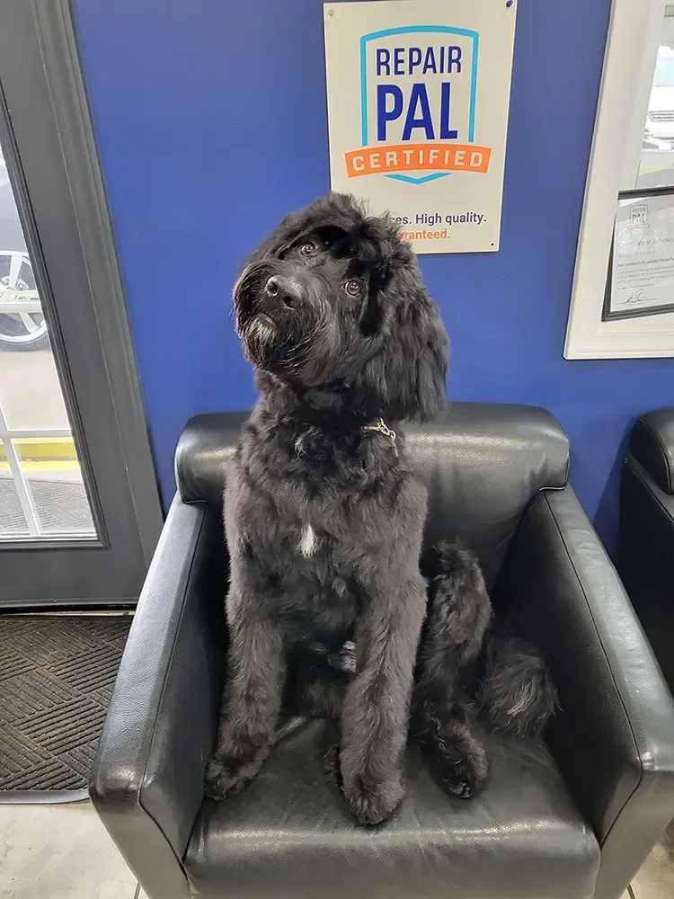 Gibbon Tire & Auto - our dog