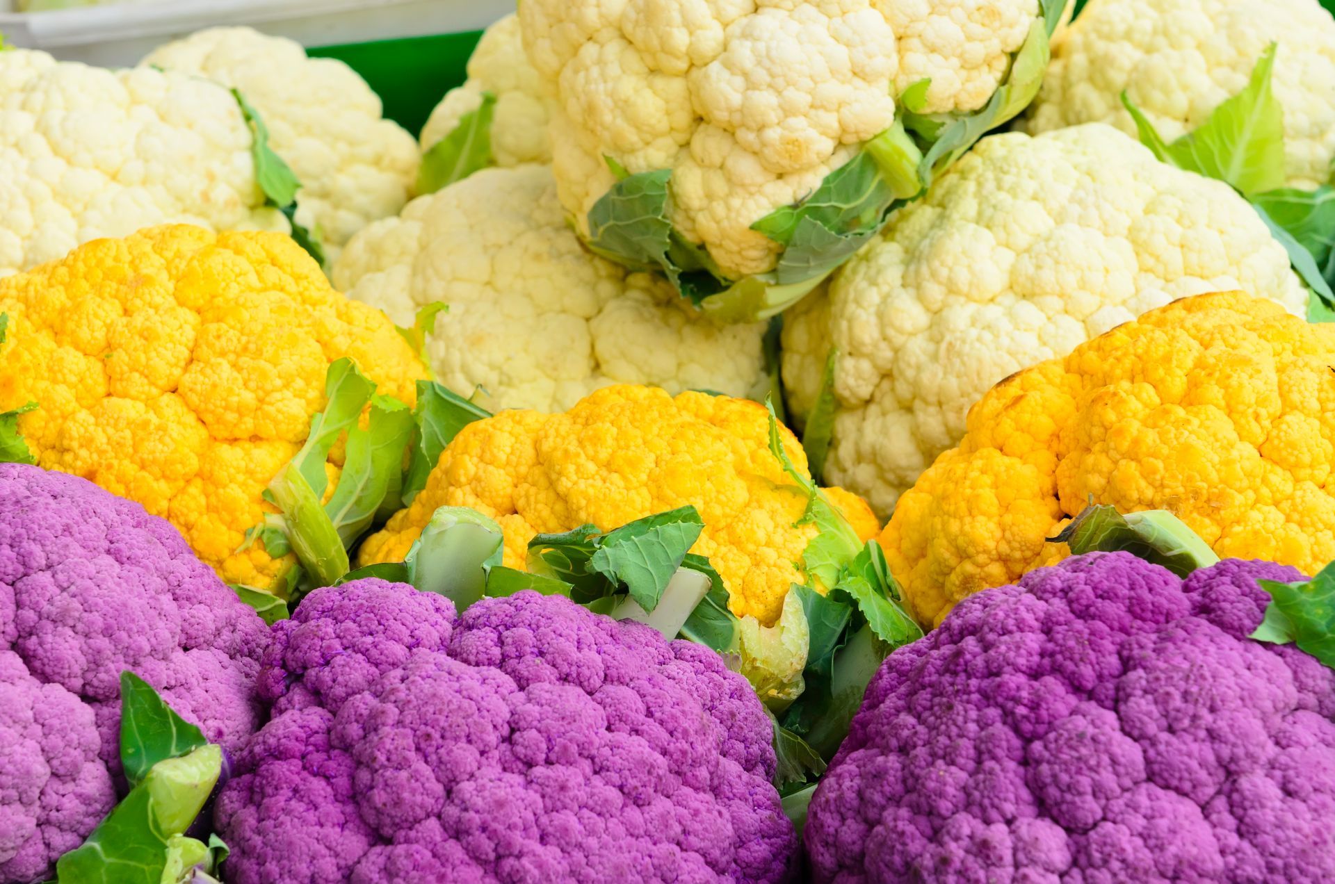 cavolo bianco, giallo, viola