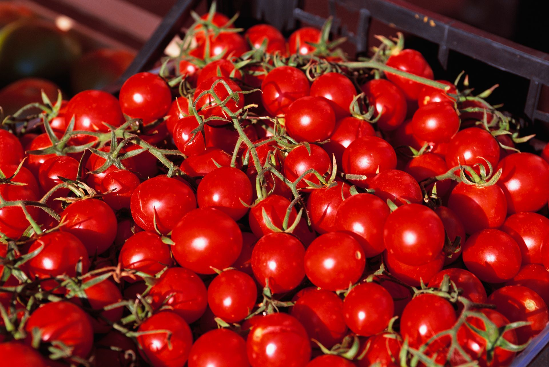 pomodorini, pachino, ciliegino