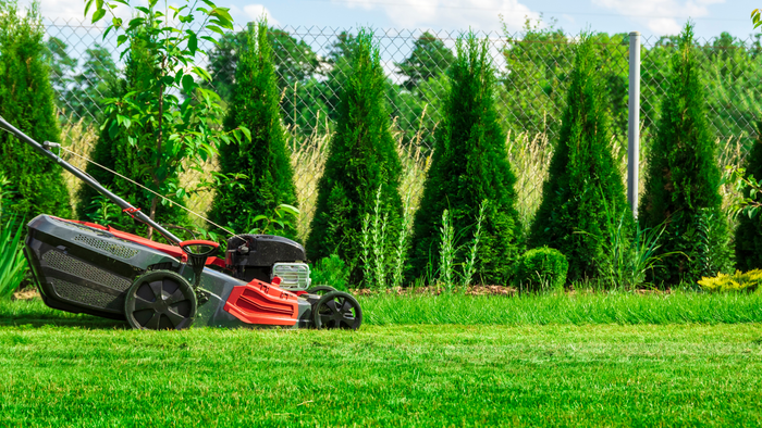 A red and black lawn mower is cutting a lush green lawn.