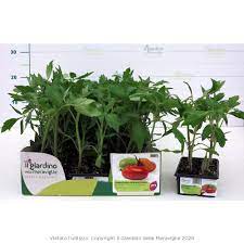 piantine di prezzemolo