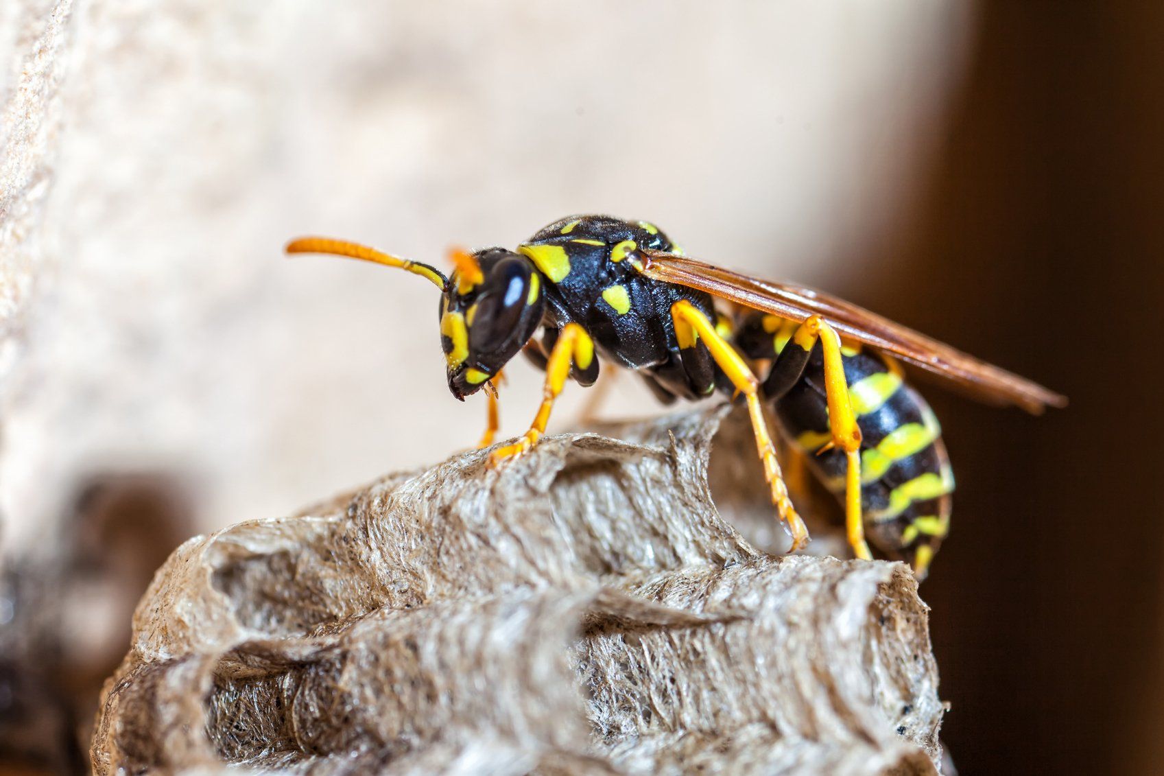 Wasp — Burnie, TAS — Coastal Pest Control