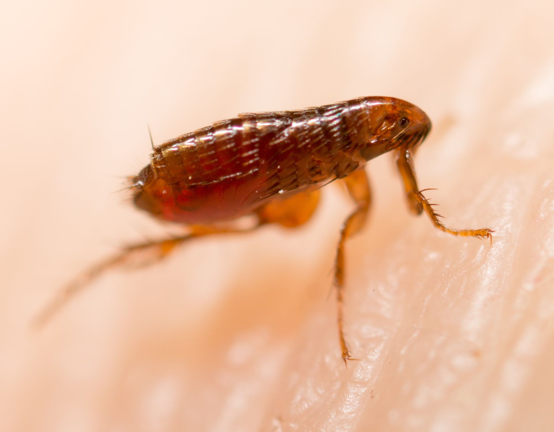 Close-up of a brown flea on human skin, showing its legs and body