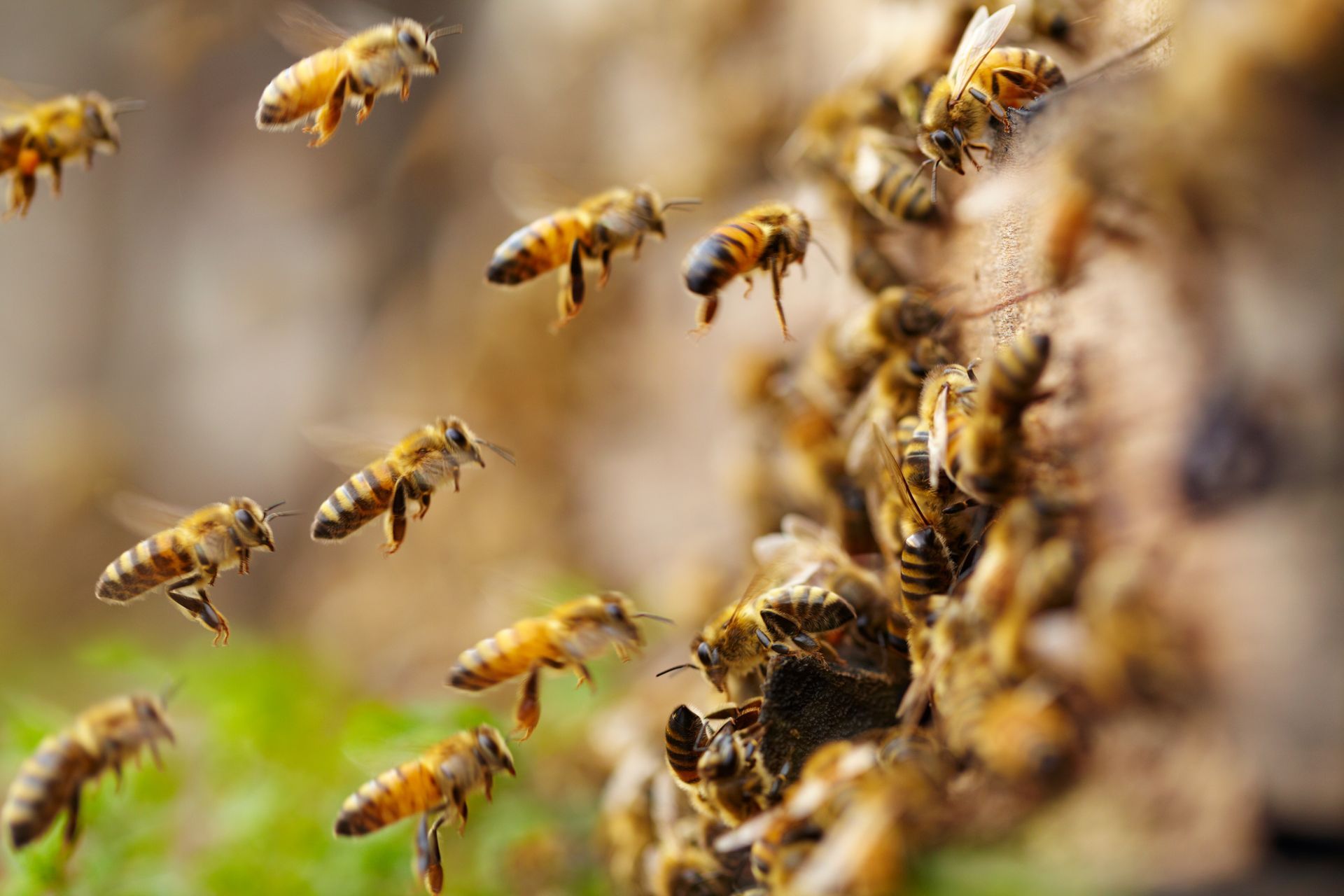 Bees flying around and clustering on a hive, with a blurred, warm-toned background