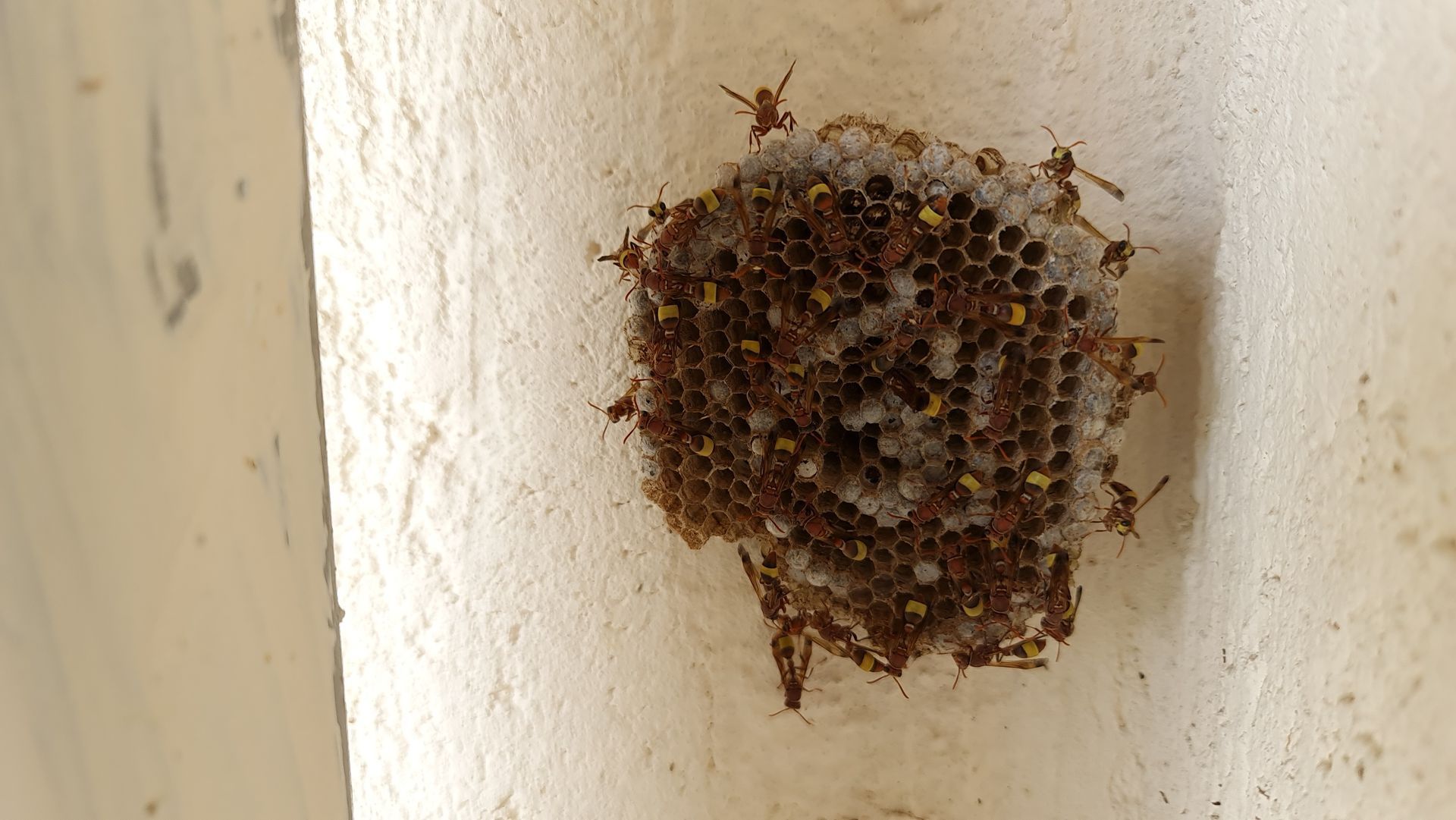 A small honeycomb-like nest with many tiny insects attached to a white wall corner.
