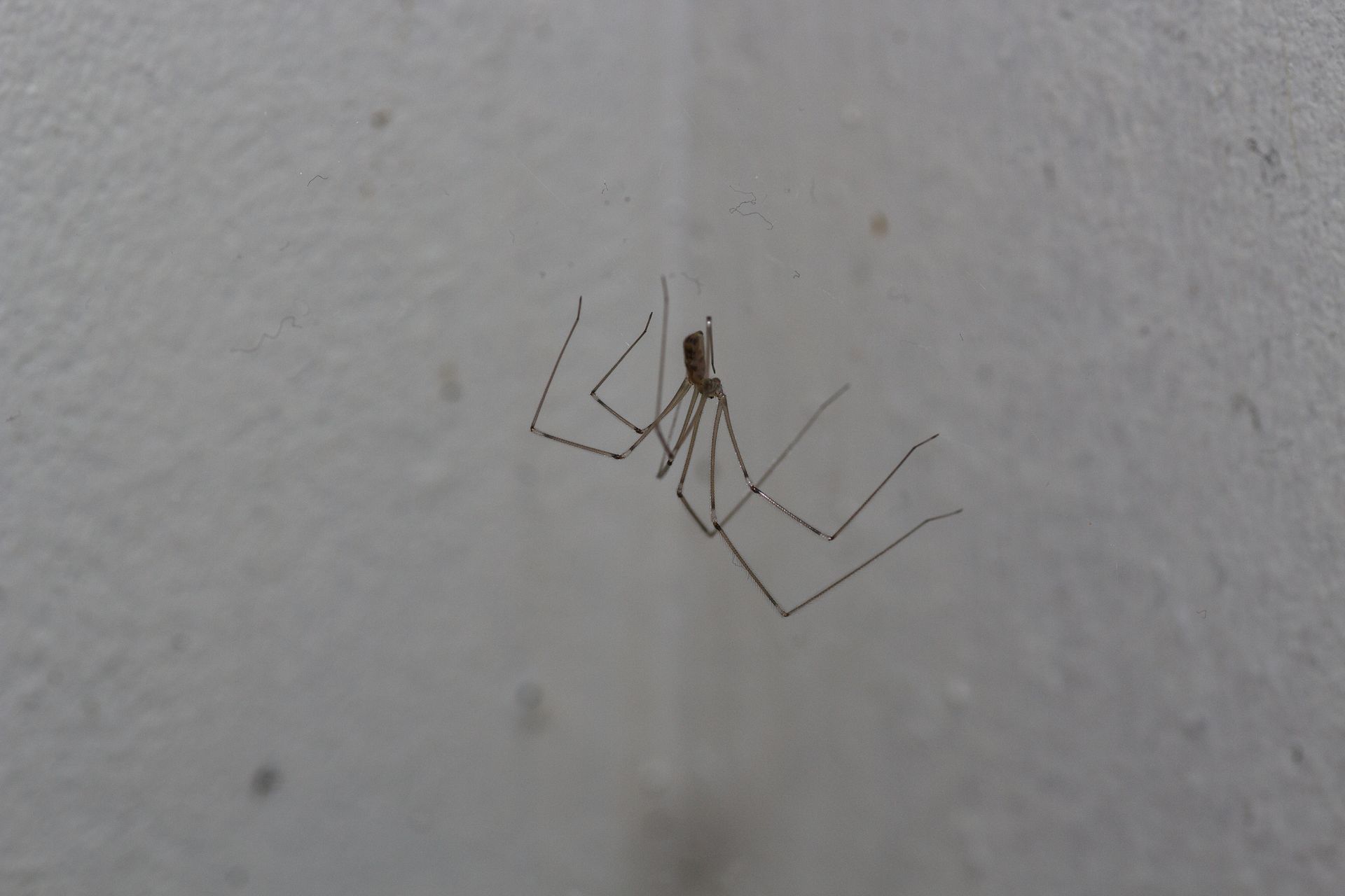 A long-legged spider clings to a light-colored wall.