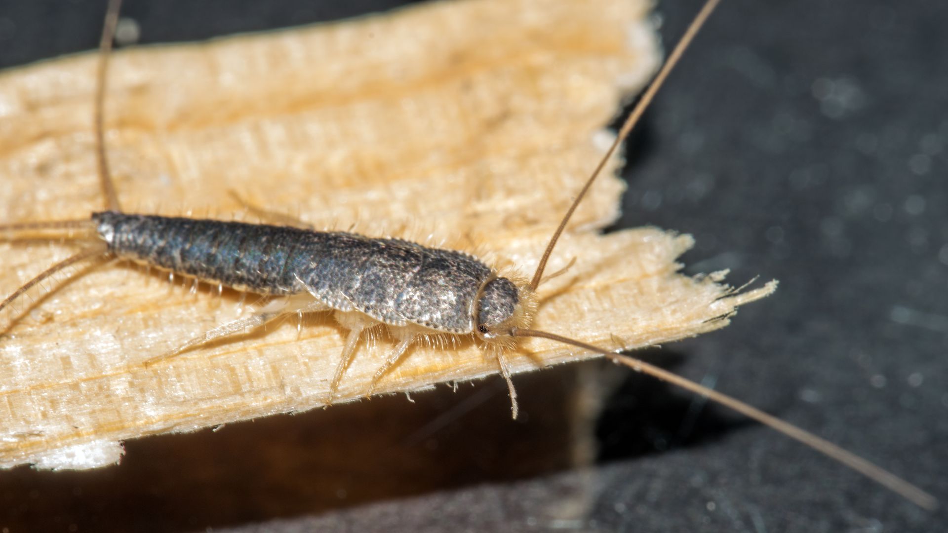Close-up of a silverfish insect on a piece of wood.