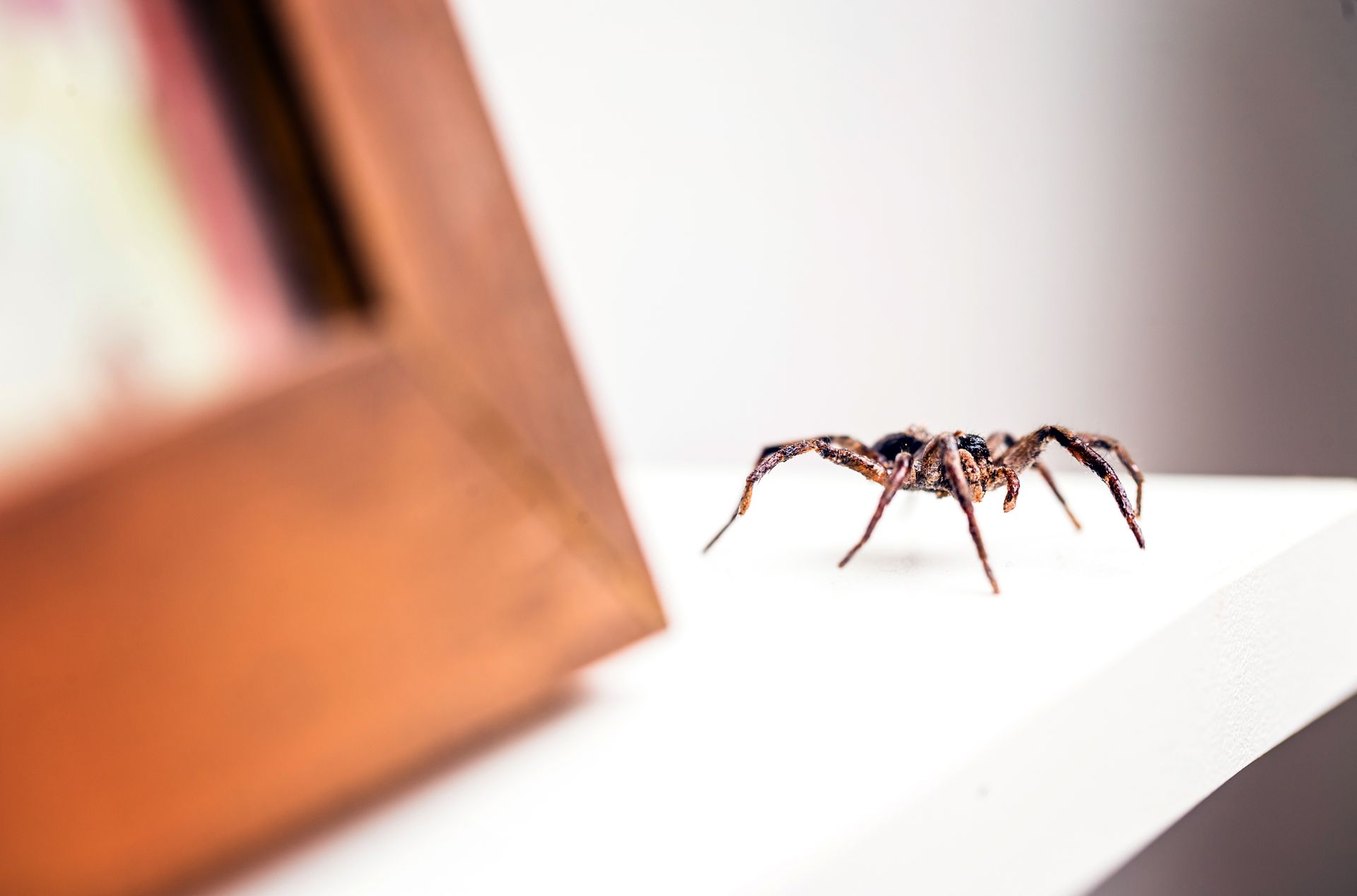 A small spider on a white surface beside a blurred wooden frame