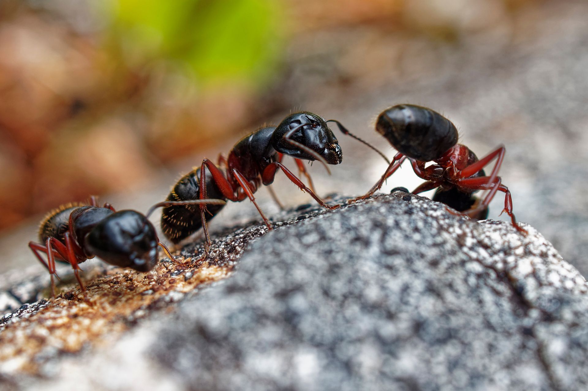 Three black-and-red ants walking across a rock in close-up