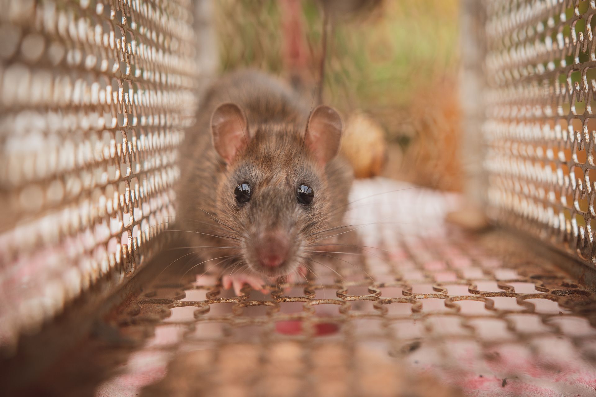 A small mouse inside a woven trap, facing the camera on a wooden surface.
