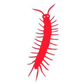 Millipedes — Burnie, TAS — Coastal Pest Control