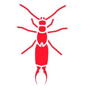 Earwigs — Burnie, TAS — Coastal Pest Control