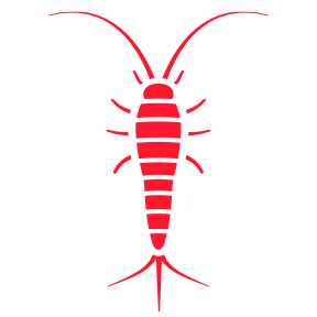 Silverfish — Burnie, TAS — Coastal Pest Control