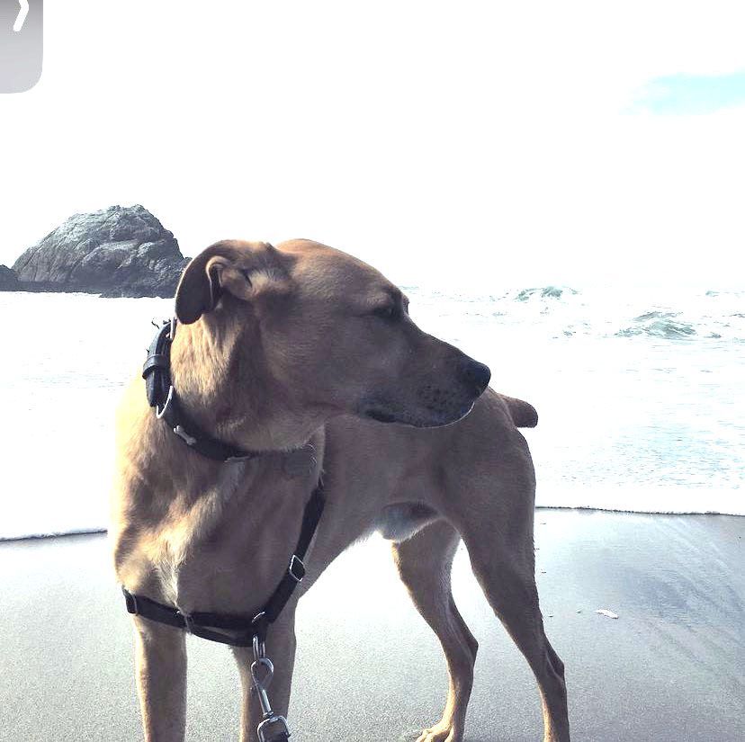 Arlo, a brown dog with a black collar, is standing on a beach