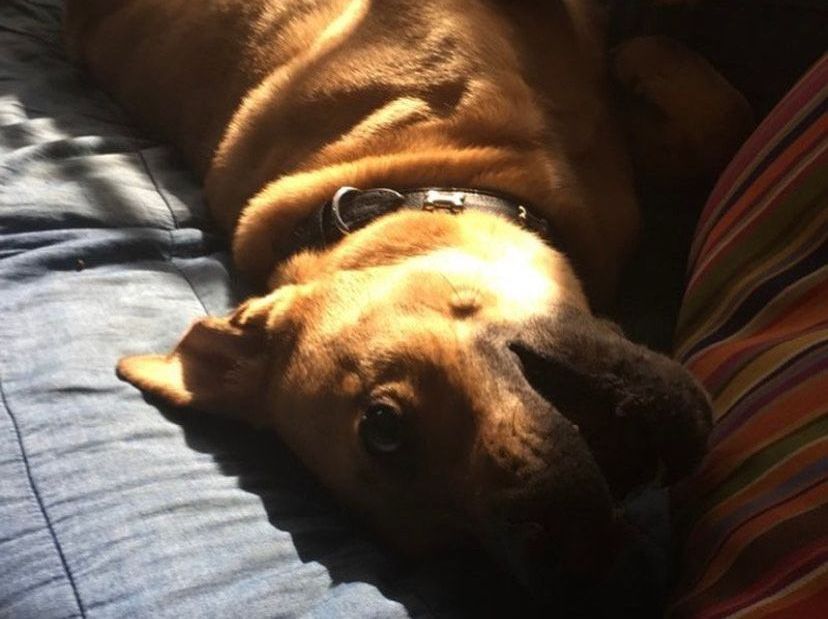 Arlo, a brown dog, is laying on its back on a blue couch.