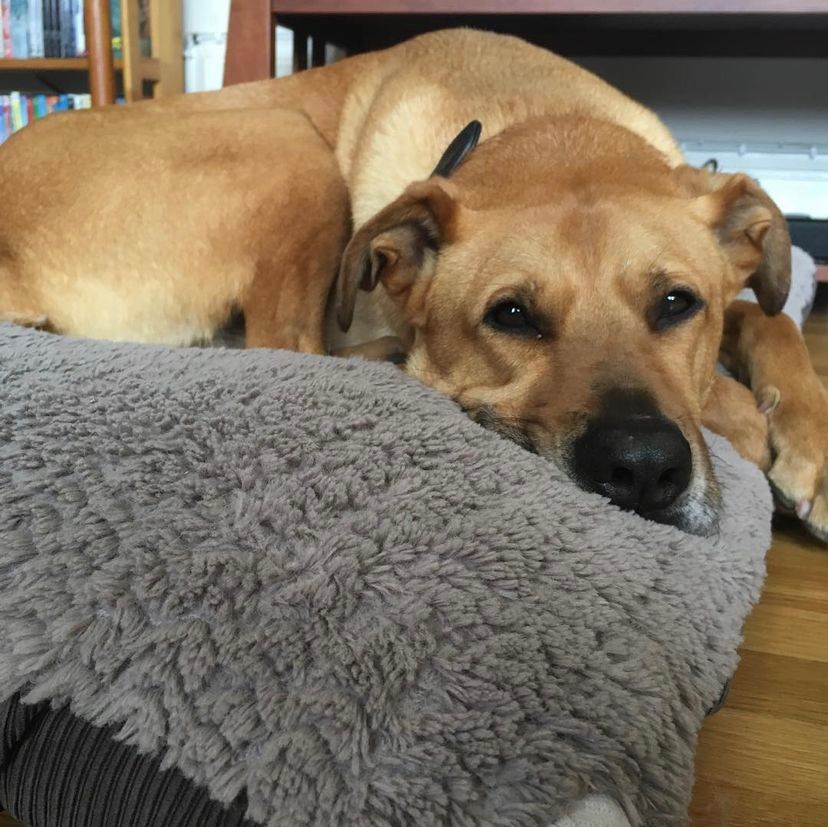 Arlo, a brown dog, is laying on top of a gray dog bed.