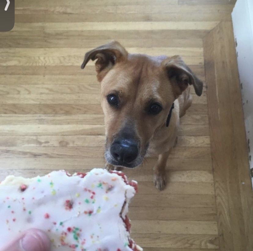 Arlo, a dog, is looking at a person holding a poptart pastry.