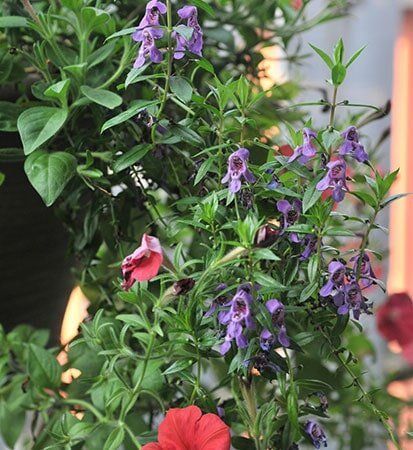 Relaxing Flowers In Dental Office — Bristol, TN — McMillin & Christian Family Dentistry