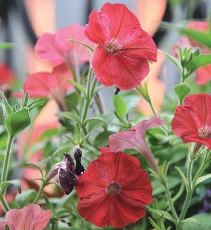Red Flowers At Office — Bristol, TN — McMillin & Christian Family Dentistry