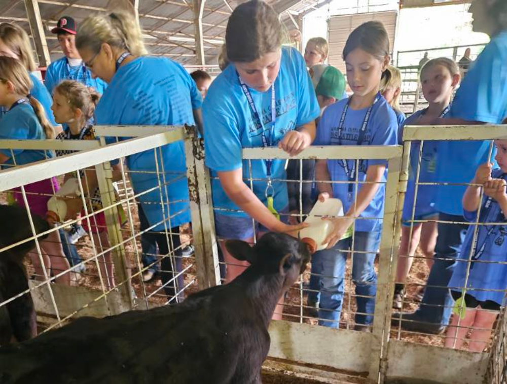 Group of children bottle-feeding a black calf at a farm, wearing matching blue shirts.
