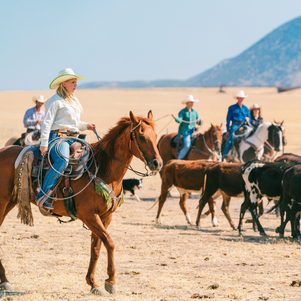 Sunset over cattle grazing;