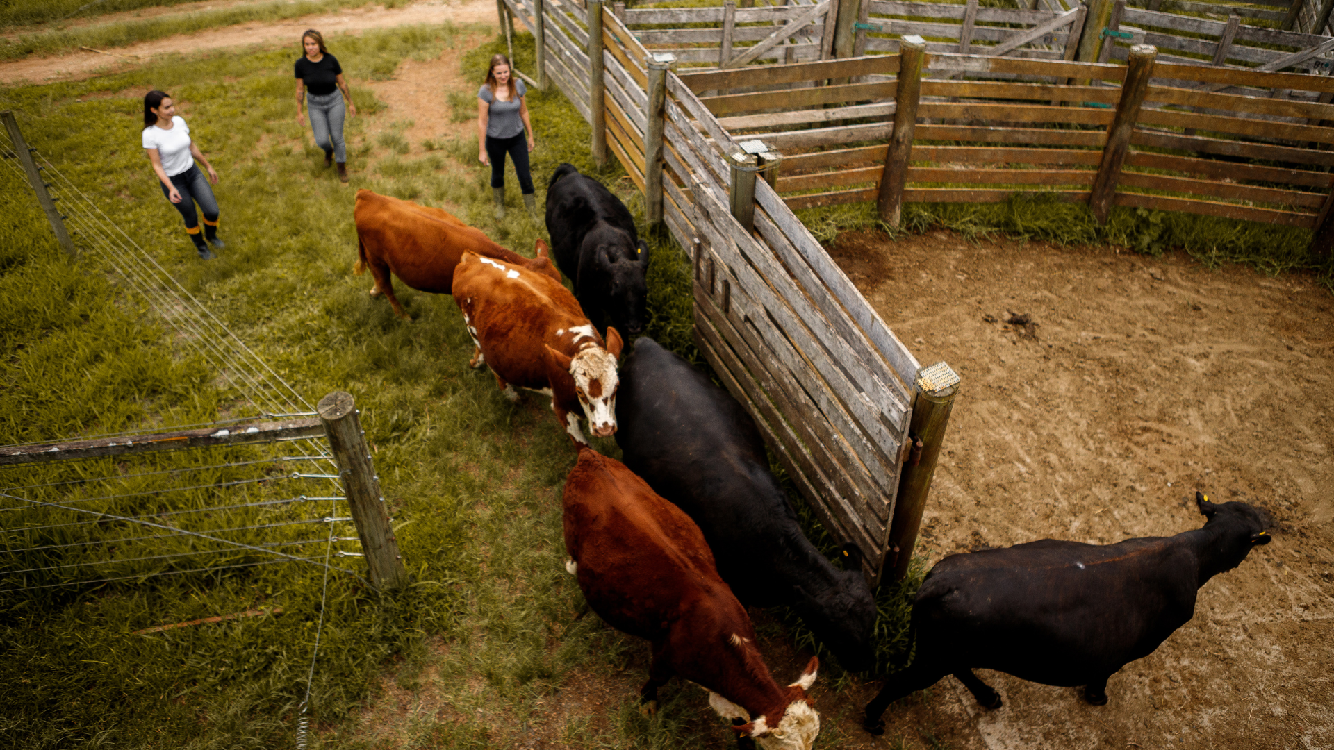 Sunset over cattle grazing; 