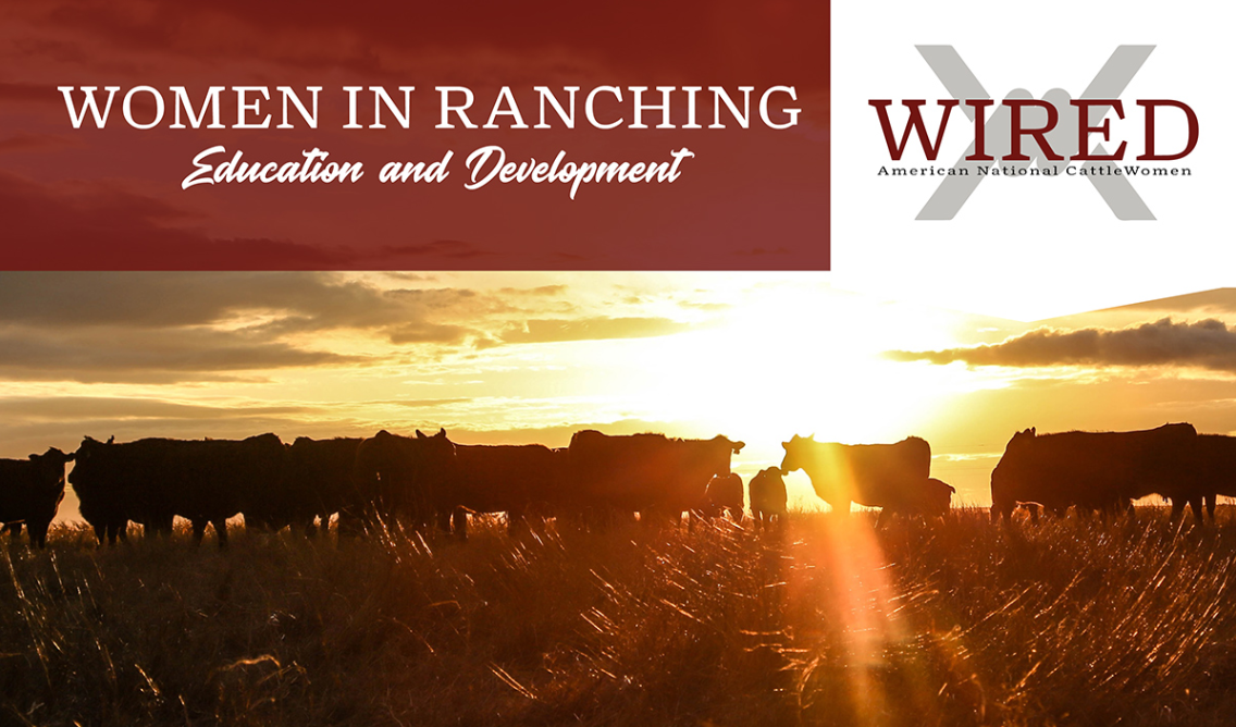 Sunset over cattle grazing;