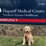 Caymus in front of Flagstaff Medical Center