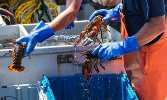 Live Lobsters — Cape Cod, MA — Superior Lobster and Seafood