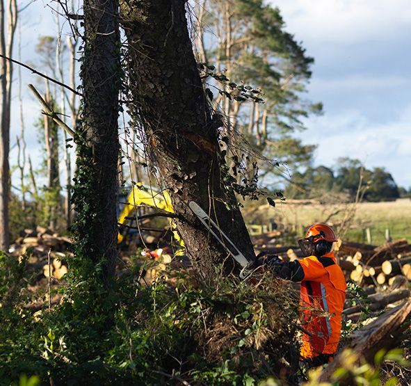 Tree Felling