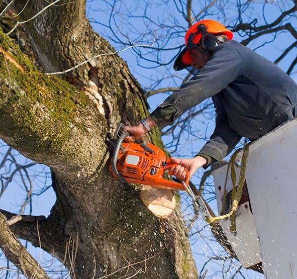 Tree Trimming